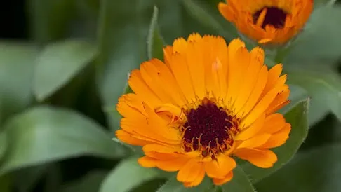 Calendula Pot Marigold flowers for skin repair and healing salves