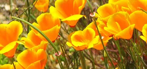 California Poppy seeds and flowers for natural anxiety and sleep support