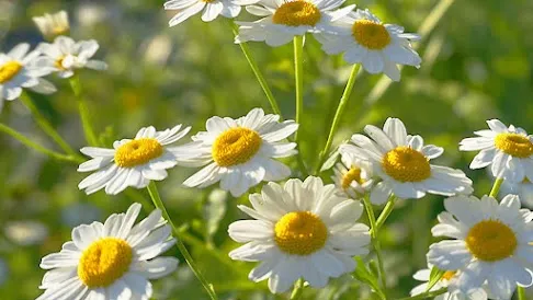 Chamomile flowers for calming tea and anti-inflammatory skin care