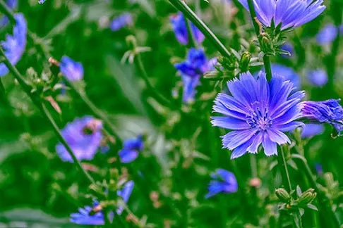 Chicory plant with blue flowers from the Medicinal Garden Kit for natural pain relief