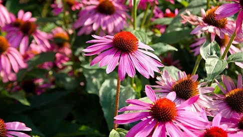 Echinacea Purpurea for immune system support and cold prevention