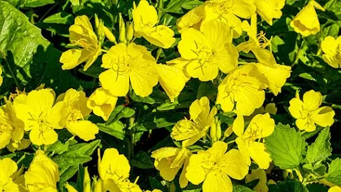 Evening Primrose plant for hormonal balance and skin health