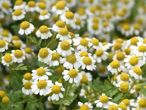 Feverfew plant for migraine relief and natural headache treatment