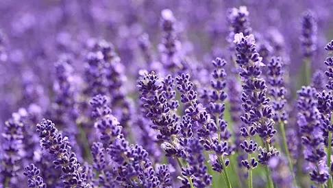 Lavender flowers for stress relief and natural sedative benefits