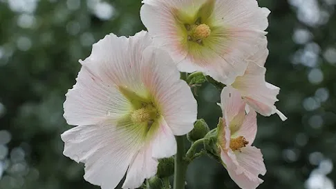 Marshmallow root plant for respiratory health and sore throat relief