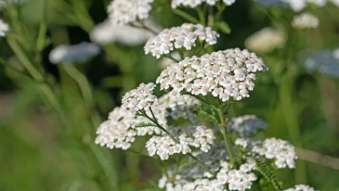 Yarrow flowers for wound healing and backyard pharmacy gardening